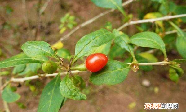 枸杞扦插繁殖方法