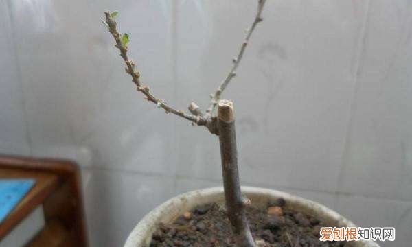 枸杞扦插繁殖方法