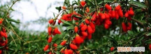 枸杞扦插繁殖方法