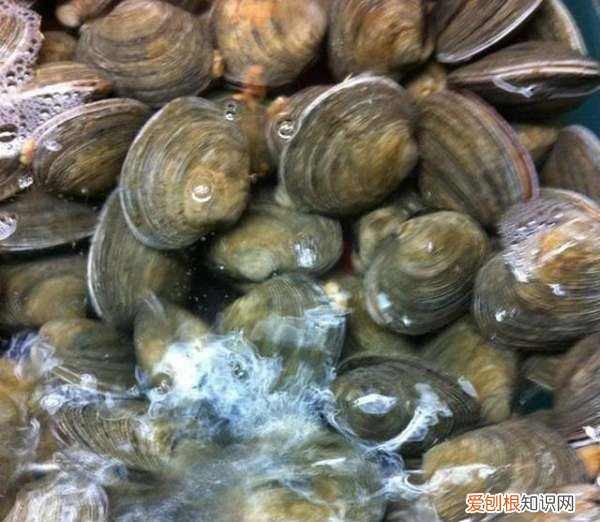 美味馄饨的做法,如何做馄饨馅好吃