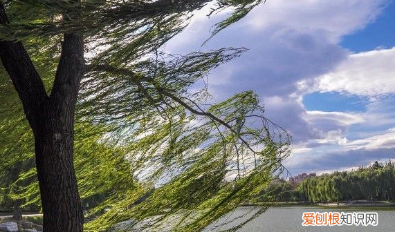 树枝向南倾斜刮的是什么风