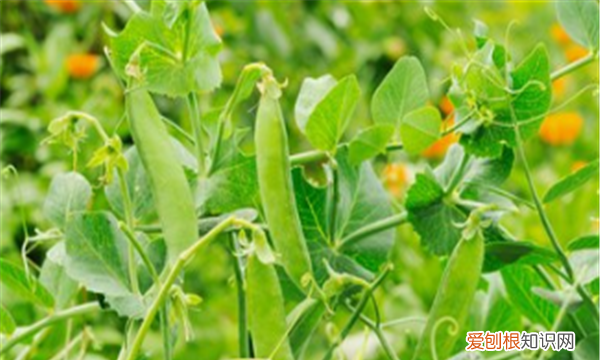 雌雄配子数量相等,在孟德尔的具有两对相对性状的遗传实验中