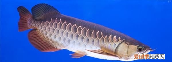 龙鱼跳缸怎么处理,我家的金龙鱼总是跳缸怎么回事