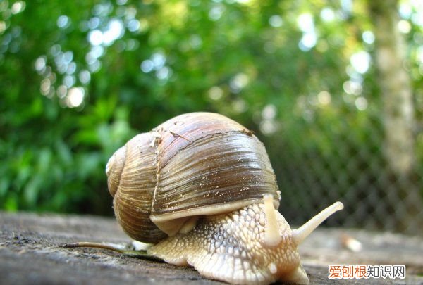 世界上最多牙齿最多的动物是什么