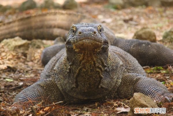 世界上最多牙齿最多的动物是什么