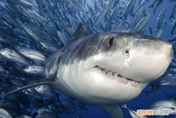 世界上最多牙齿最多的动物是什么