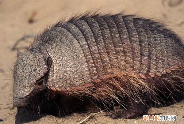 世界上最多牙齿最多的动物是什么