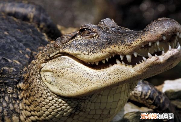 世界上最多牙齿最多的动物是什么