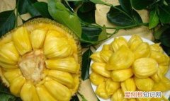 八成熟的菠萝蜜能吃吗，八月份的菠萝蜜是新鲜的