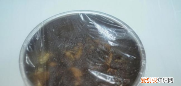 牛肉的腌制方法，怎样腌制牛肉最嫩最滑