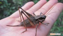 昆虫有哪些特点，昆虫的主要特征有哪些