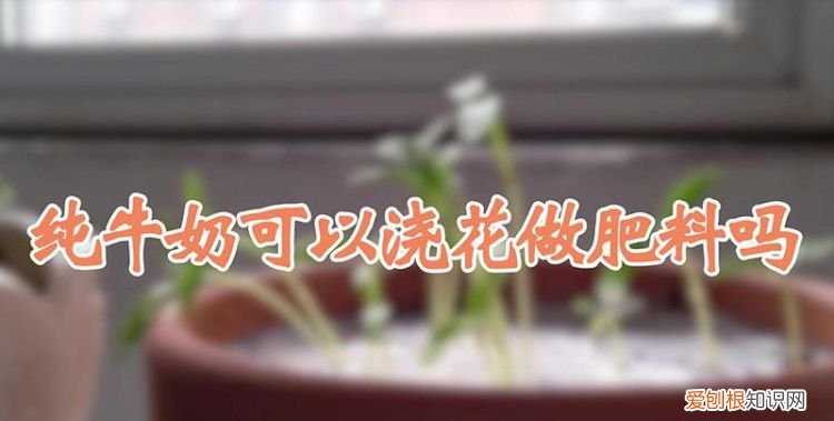 过期的牛奶如何浇花，过期的牛奶真的可以浇花