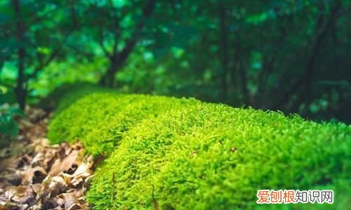 露天水泥地青苔小窍门，84消毒液能除去水泥地上的青苔