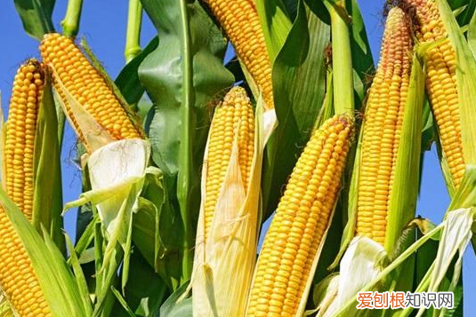 玉米发芽温度是多少,春玉米适合生长的温度是多少