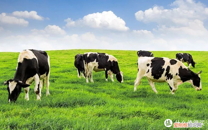 一文搞懂有机奶与普通奶的区别