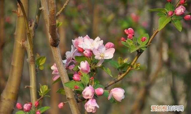 二哈中海棠是哪一种海棠,二哈和他的白猫师尊海棠是什么品