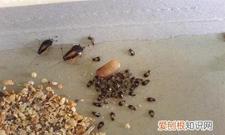 白酒可以杀蟑螂,酒精可以杀死蟑螂卵吗