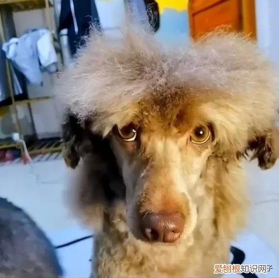 直发膏对头发伤害大吗