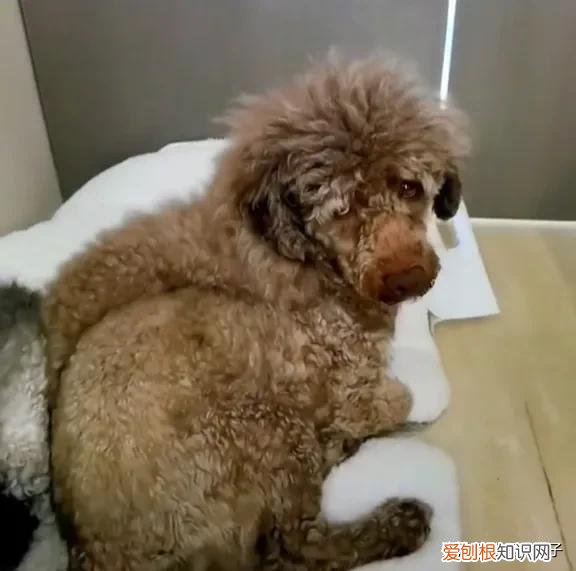 直发膏对头发伤害大吗