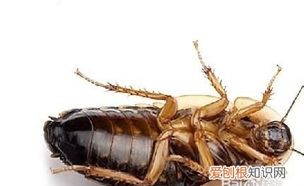 怎样去蟑螂,怎样彻底清除蟑螂赶跑小强