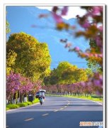 愿你一路繁花似锦下一句，一路繁花似锦下一句是什么