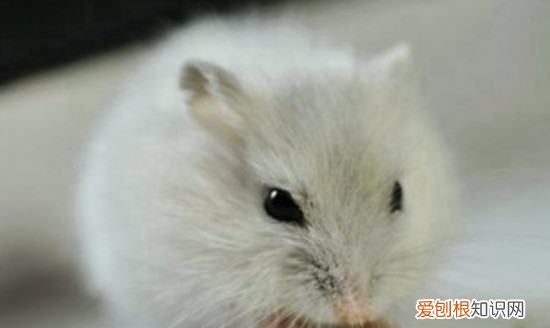 仓鼠会咬死同伴,仓鼠咬死同伴怎么处理