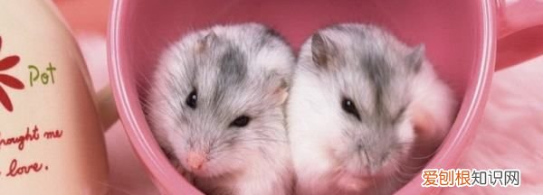 仓鼠会咬死同伴,仓鼠咬死同伴怎么处理