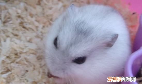 仓鼠会咬死同伴,仓鼠咬死同伴怎么处理