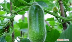 fn瓜是什么，带磨瓜的成语