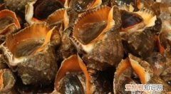 螺要煮多久才熟，水螺煮多久才熟