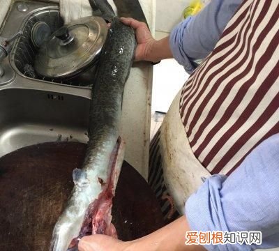 海鳗鱼的做法和禁忌，荸荠的功效与作用及禁忌