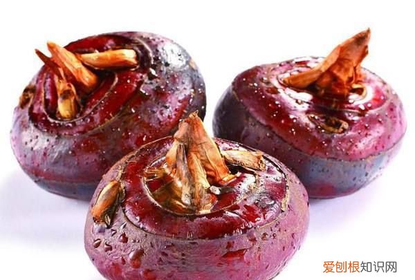 海鳗鱼的做法和禁忌，荸荠的功效与作用及禁忌