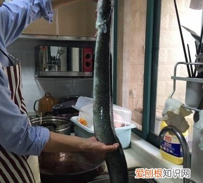 海鳗鱼的做法和禁忌，荸荠的功效与作用及禁忌