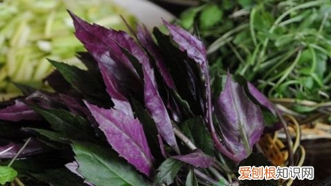 红背菜怎么做才好吃