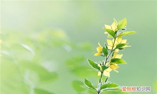 内心软弱的人如何变得强大