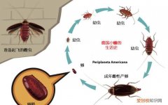 蟑螂孵化一般多长时间，蟑螂卵鞘被踩爆了还能孵化