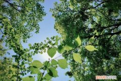 夏天枝叶繁茂的一方是什么面，夏天树叶茂密的一面是什么方向