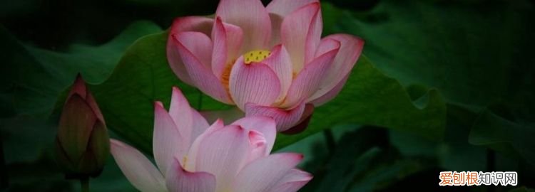 芙蕖和菡萏的区别，芙蓉、芙蕖、莲花、菡萏是不是都是荷花的别称