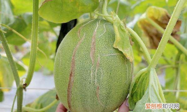黄瓜怎样浸种催芽,香瓜催芽几个小时出芽