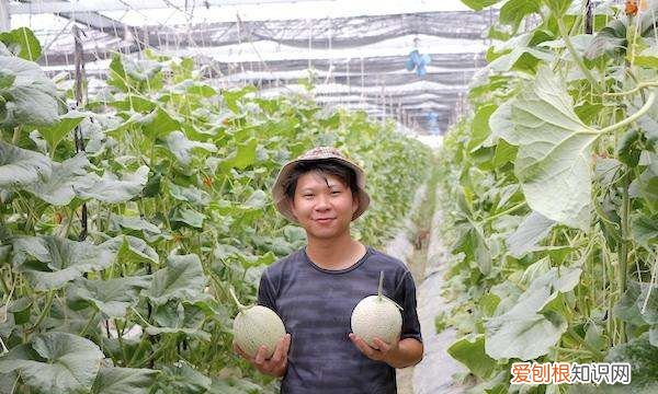 黄瓜怎样浸种催芽,香瓜催芽几个小时出芽