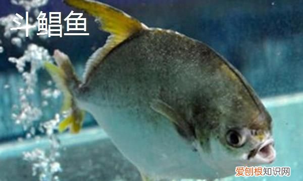 白鲳鱼有什么营养价值，3-5厘米白鲳鱼一年可以长多大