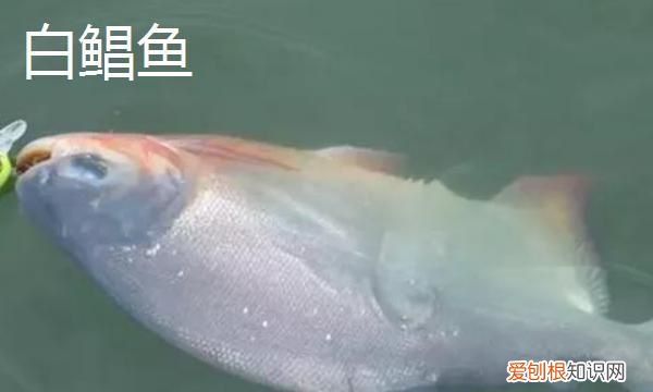 白鲳鱼有什么营养价值，3-5厘米白鲳鱼一年可以长多大