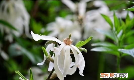 白玉兰能盆栽,白玉兰花的养殖方法和注意事项 盆栽,如何过冬