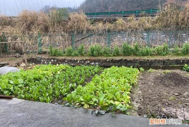 智能疫情咨询机器人背后的年轻人