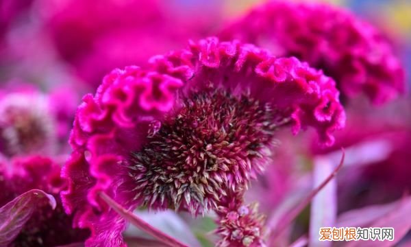 鸡冠花一年种几次，鸡冠花的花期是多久