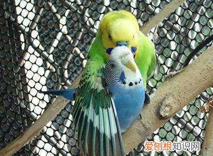 鹦鹉吃什么好，大头鹦鹉吃什么容易下蛋