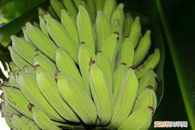 芭蕉是酸性还是碱性,一条香蕉还是一个香蕉对