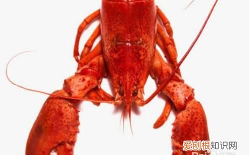 龙虾死了怎么保存,杀好了的龙虾第三天才吃怎么保存