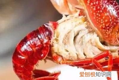 龙虾死了怎么保存,杀好了的龙虾第三天才吃怎么保存
