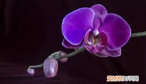 绣球消苞是怎么回事,魔幻大西洋绣球优缺点